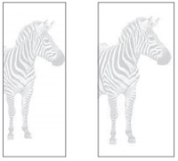  :  06 Zebra   
